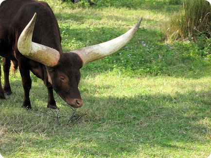 Bull of Watussi sau Ankole-Watousi