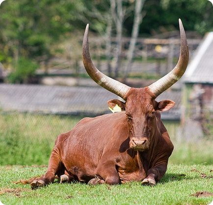 Bull of Watussi sau Ankole-Watousi