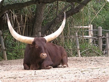 Bull of Watussi sau Ankole-Watousi