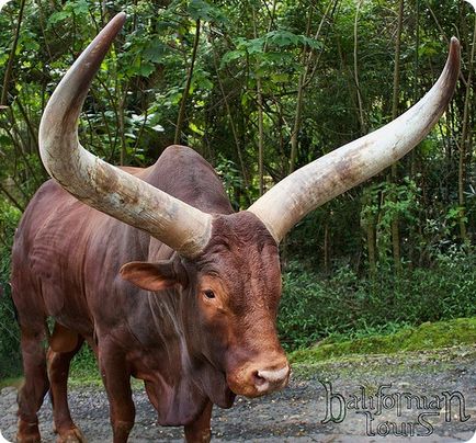 Bull of Watussi sau Ankole-Watousi