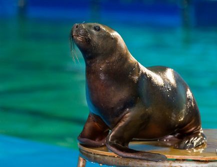 Bilete la dolphinarium din Sankt-Petersburg pe insula Krestovsky de la 400 de ruble