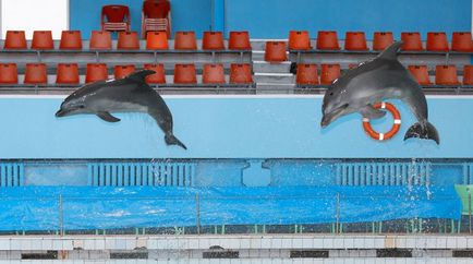 Bilete la dolphinarium din Sankt-Petersburg pe insula Krestovsky de la 400 de ruble