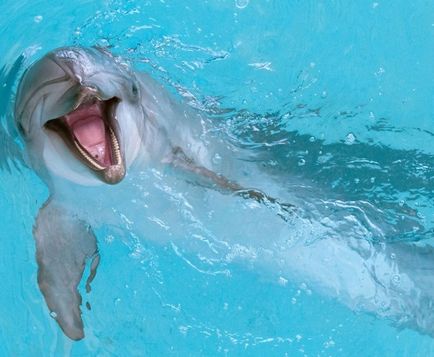 Bilete la dolphinarium din Sankt-Petersburg pe insula Krestovsky de la 400 de ruble