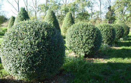 Ligustrum vulgare ültetés és gondozás szaporodó faj