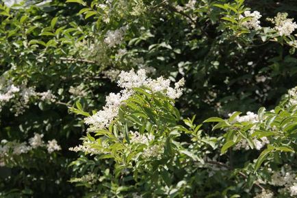 Ligustrum vulgare ültetés és gondozás szaporodó faj