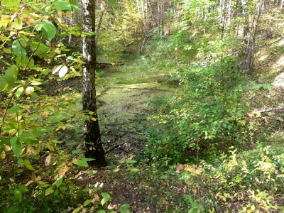 Bitsevskaya Forest Park, Moscova Atracții