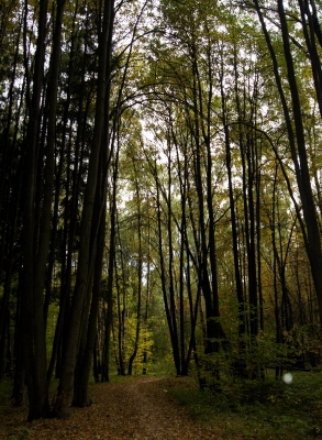 Bitsevskaya Forest Park, Moscova Atracții