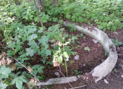 Bitsevskaya Forest Park, Moscova Atracții