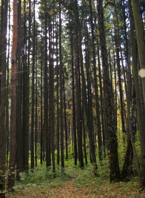 Bitsevskaya Forest Park, Moscova Atracții