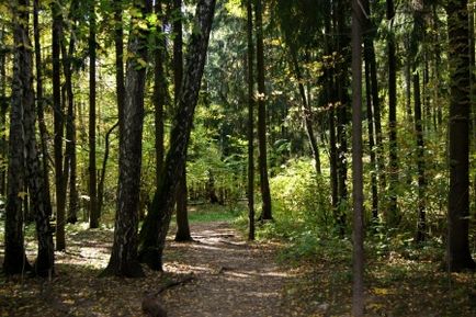 Bitsevskaya Forest Park, Moscova Atracții