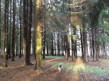 Bitsevskaya Forest Park, Moscova Atracții