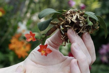 Üzleti ötlet növekvő orchideák eladása, új üzleti ötletek, új üzleti ötletek, üzleti ötletek,