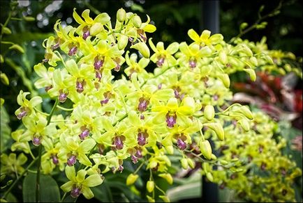 Üzleti ötlet növekvő orchideák eladása, új üzleti ötletek, új üzleti ötletek, üzleti ötletek,