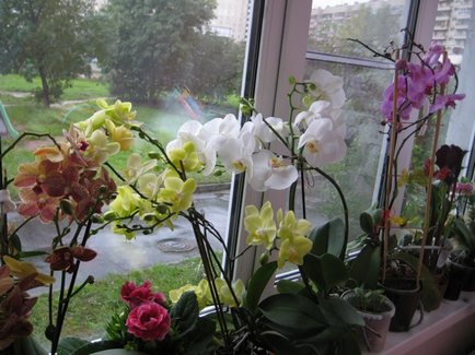 Üzleti termesztése orchideák (Orchideák nőnek) Üzleti növekvő orchideák