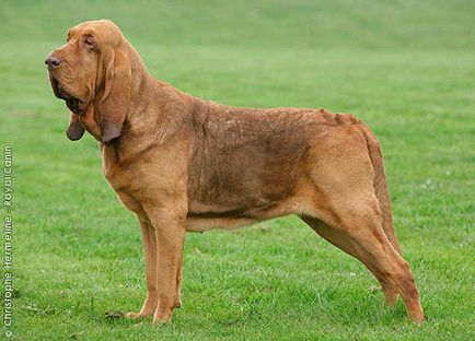 Bloodhound este un câine din provincia sfântă