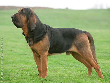 Bloodhound este un câine din provincia sfântă