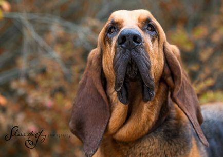 Bloodhound este un câine din provincia sfântă