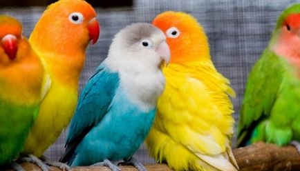 Хвороби печінки у папуги як лікувати, наші пташки