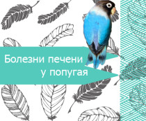 Хвороби печінки у папуги як лікувати, наші пташки