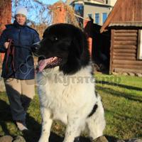 Shepherd bolgár () A bolgár juhászkutya