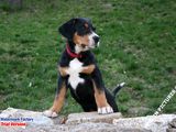 Marele câine de munte elvețian (Grosser) - fotografie, descrierea rasei pe dogstatus