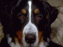Nagy svájci havasi kutya (Grosser) Photo Grosser svájci zennehund megjelenése története