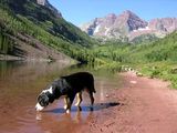 Marele câine de munte elvețian (Grosser) - fotografie, descrierea rasei pe dogstatus