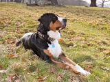 Marele câine de munte elvețian (Grosser) - fotografie, descrierea rasei pe dogstatus