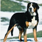 Великий швейцарський зенненхунд опис породи, інформація про відхід, характер собаки