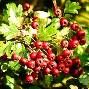 Hawthorn - mágikus és gyógyító tulajdonságait növények - minden anyag - • • zonatigra