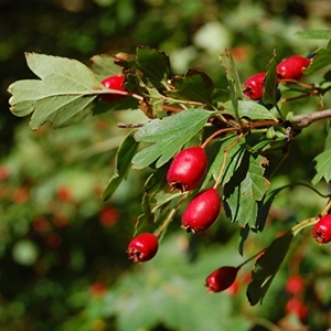 Hawthorn - mágikus és gyógyító tulajdonságait növények - minden anyag - • • zonatigra