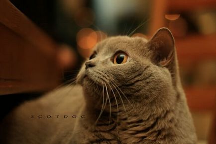 Британська короткошерста кішка, британець - нащадок чеширского кота