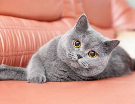 Британська короткошерста кішка, британець - нащадок чеширского кота