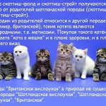 Британська порода кішок висловуха з і назвами фото ціна, короткошерста, довгошерста як