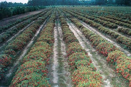 Vörösáfonya - 60 éves folyamatos profit, a fő mezőgazdasági portál - szól az üzleti mezőgazdaság