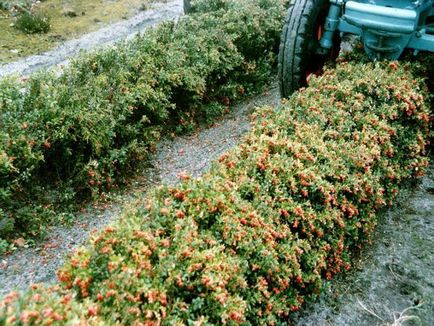 Lingonberry - 60 de ani de profit constant, portalul principal al fermei - totul despre afaceri în agricultură