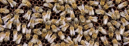 Proprietăți de vindecare a sedimentării albinelor