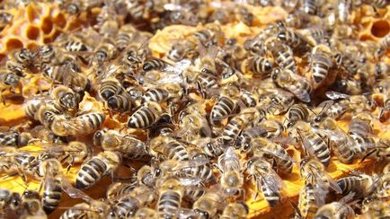 Proprietăți de vindecare a sedimentării albinelor
