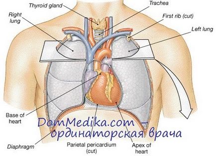 Частота уражень клапанів при ревматизмі