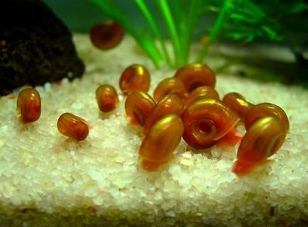 Чим годувати равлика в акваріумі про зміст і розмноженні, мої будні