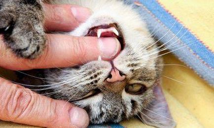 Чим небезпечні укуси кішок лікування укусів
