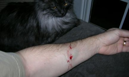 A veszélyes harapás macska harap kezelés