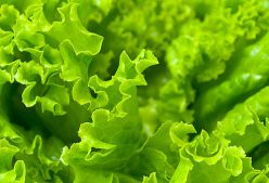 Utile salata-salata medicinale și proprietăți utile de salata verde-salata
