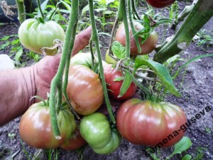 Cameră neagră, casă de tomate