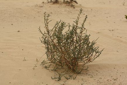Чорний саксаул - рослина пустелі