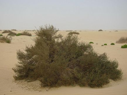 Fekete saxaul - sivatagi növény