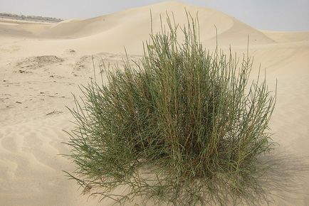 Fekete saxaul - sivatagi növény