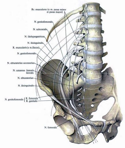 Ce trebuie să faceți în cazul în care nervul inghinal