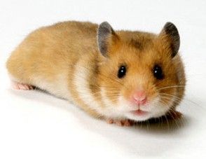 Ce trebuie să știți despre comportamentul hamsterilor