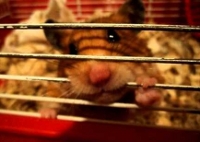 Ce trebuie să știți despre comportamentul hamsterilor